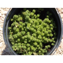 Sedum gracile