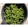 Sedum gracile