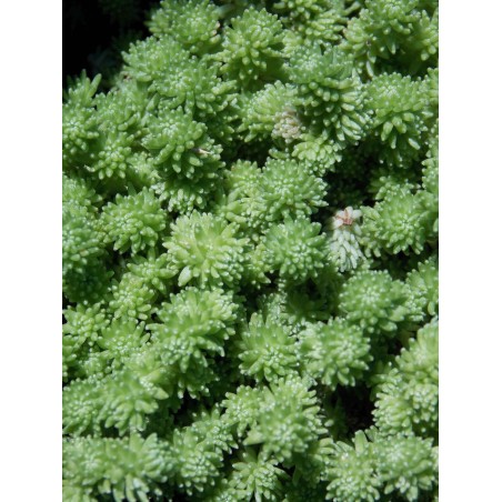 Sedum gracile