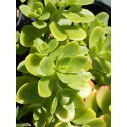 Sedum confusum