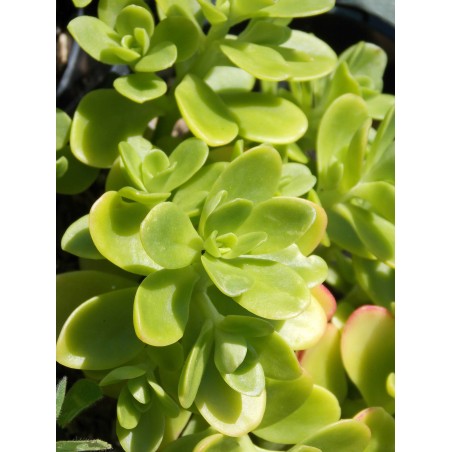 Sedum confusum