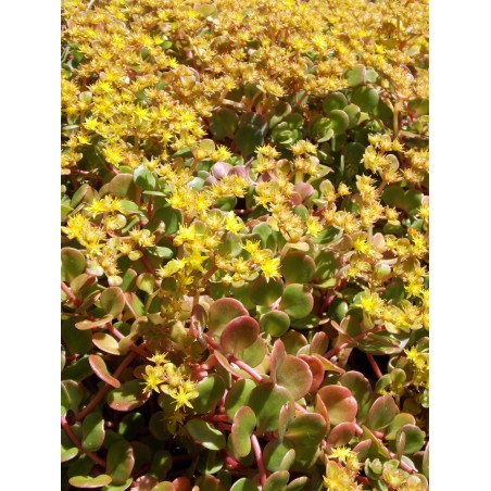 Sedum makinoi Lime