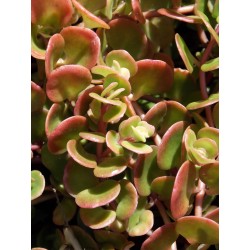 Sedum makinoi Lime