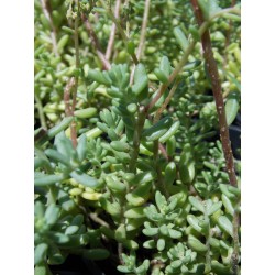 Sedum blanc