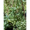 Sedum blanc