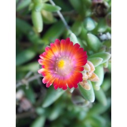 Delosperma saumon Jewel Desert Grenade