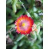 Delosperma saumon Jewel Desert Grenade