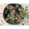 Delosperma saumon Jewel Desert Grenade