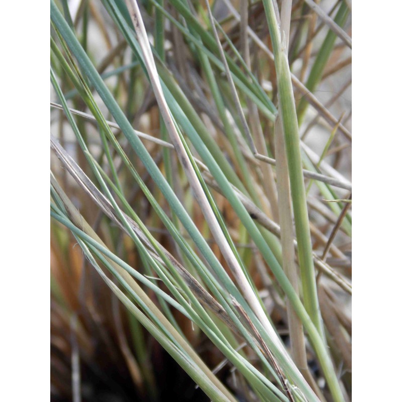 Muhlenbergia lindheimeri