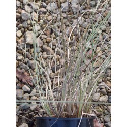 Muhlenbergia lindheimeri